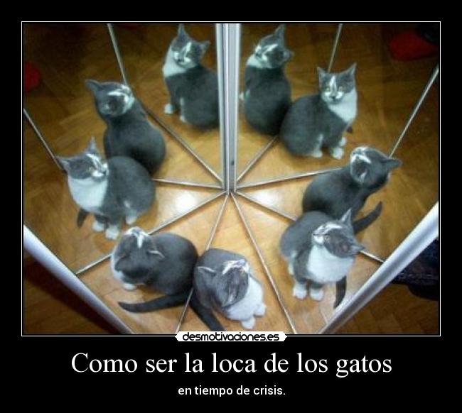 Como ser la loca de los gatos -