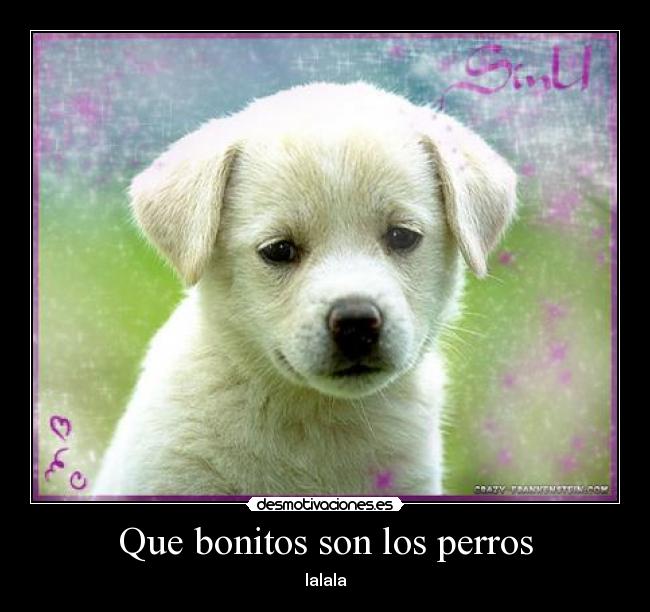 Que bonitos son los perros - lalala