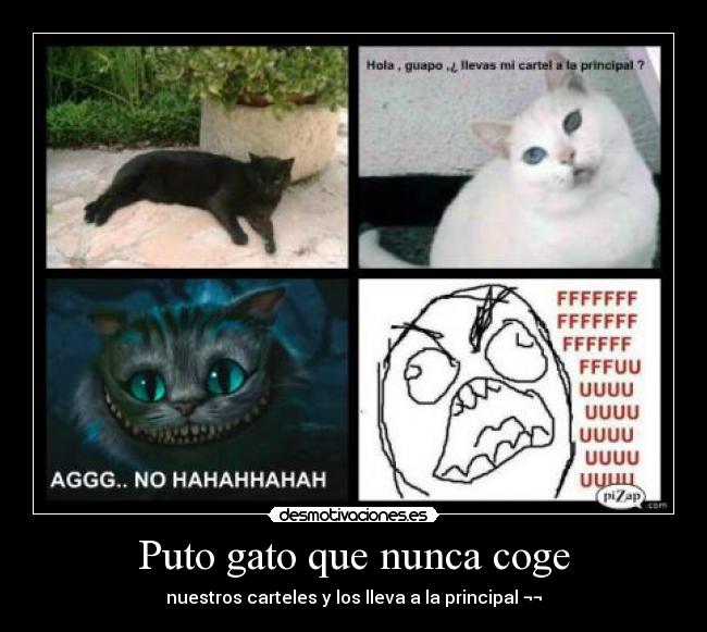 Puto gato que nunca coge -