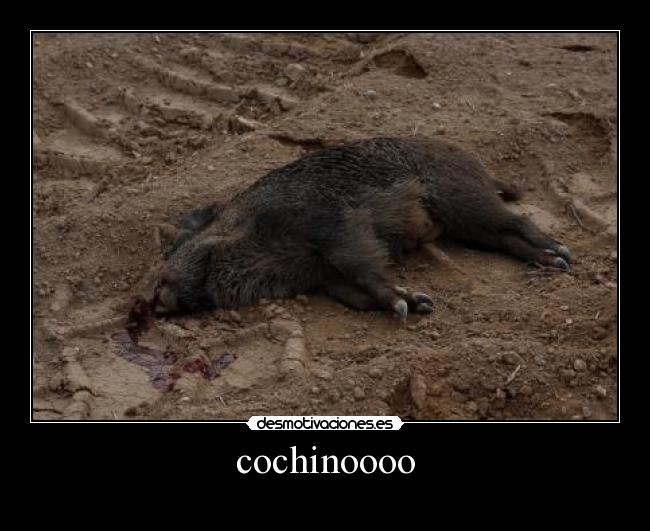 cochinoooo -