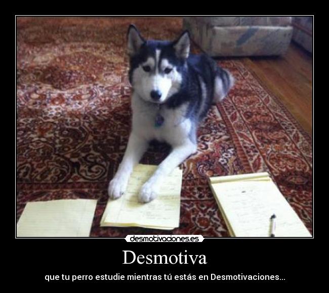 Desmotiva - que tu perro estudie mientras tú estás en Desmotivaciones...