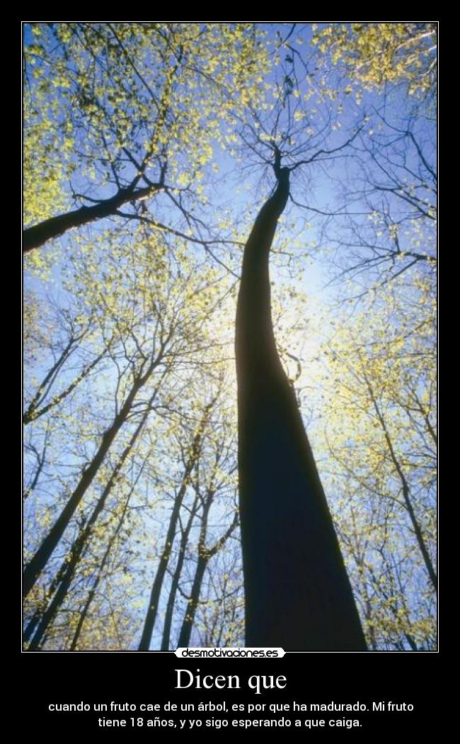 Dicen que - cuando un fruto cae de un árbol, es por que ha madurado. Mi fruto
tiene 18 años, y yo sigo esperando a que caiga.