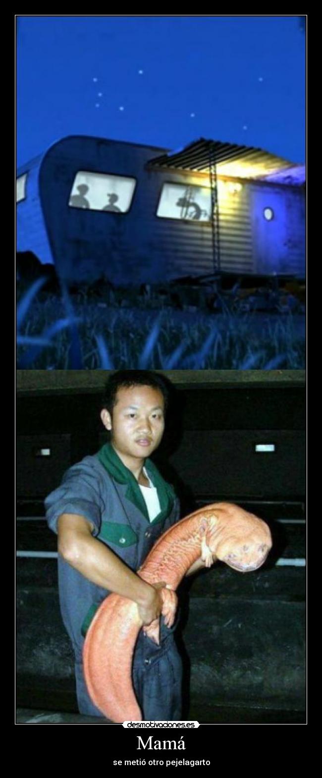 Mamá - se metió otro pejelagarto