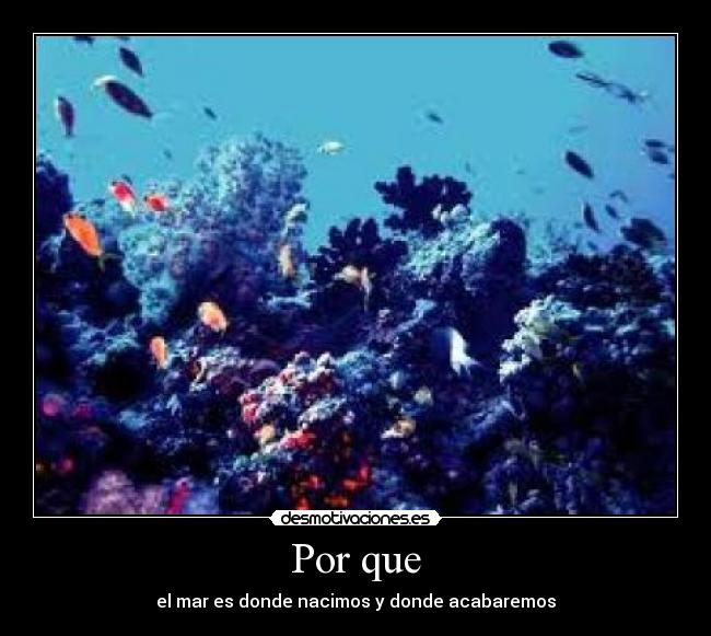 Por que - el mar es donde nacimos y donde acabaremos