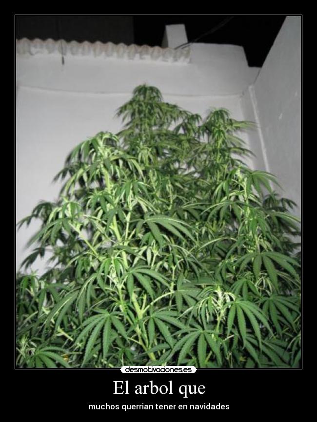 El arbol que - 