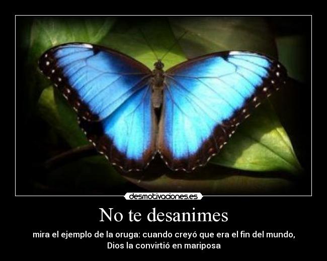 No te desanimes - mira el ejemplo de la oruga: cuando creyó que era el fin del mundo,
Dios la convirtió en mariposa