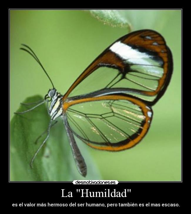 La Humildad - es el valor más hermoso del ser humano, pero también es el mas escaso.