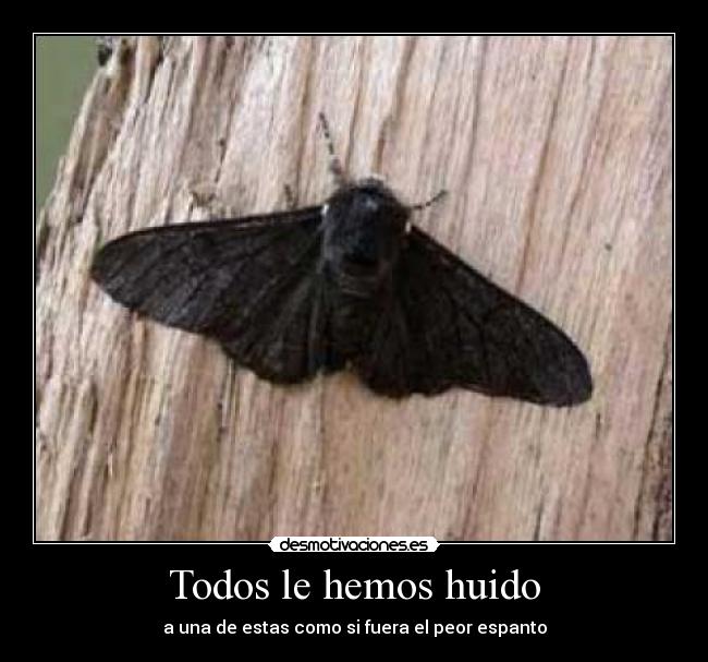 carteles mariposa desmotivaciones