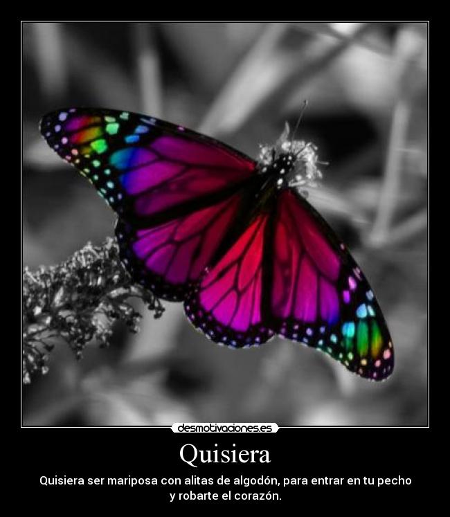 Quisiera - Quisiera ser mariposa con alitas de algodón, para entrar en tu pecho
y robarte el corazón.