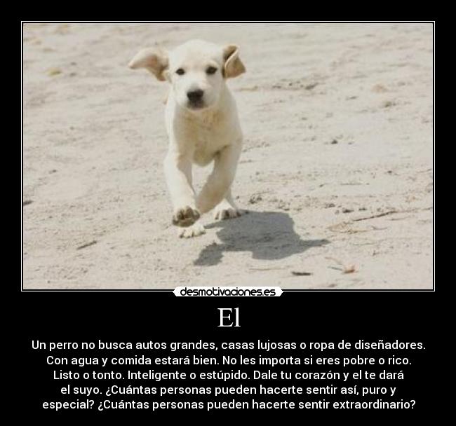El - Un perro no busca autos grandes, casas lujosas o ropa de diseñadores.
Con agua y comida estará bien. No les importa si eres pobre o rico.
Listo o tonto. Inteligente o estúpido. Dale tu corazón y el te dará
el suyo. ¿Cuántas personas pueden hacerte sentir así, puro y
especial? ¿Cuántas personas pueden hacerte sentir extraordinario?