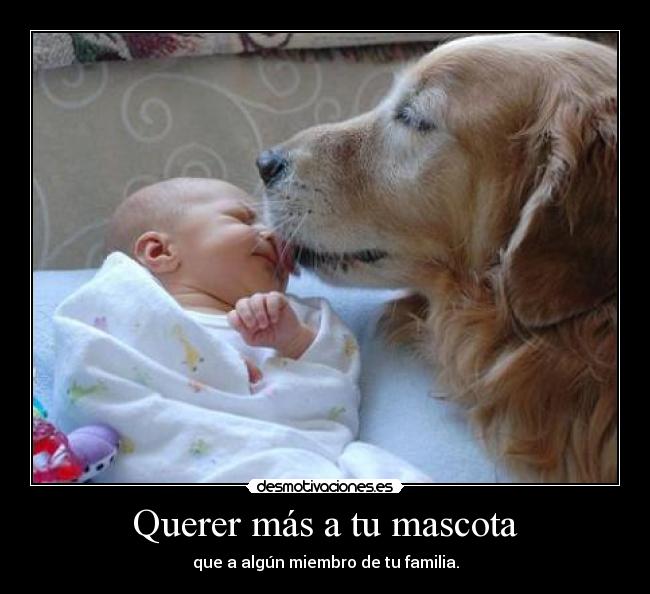 Querer más a tu mascota -