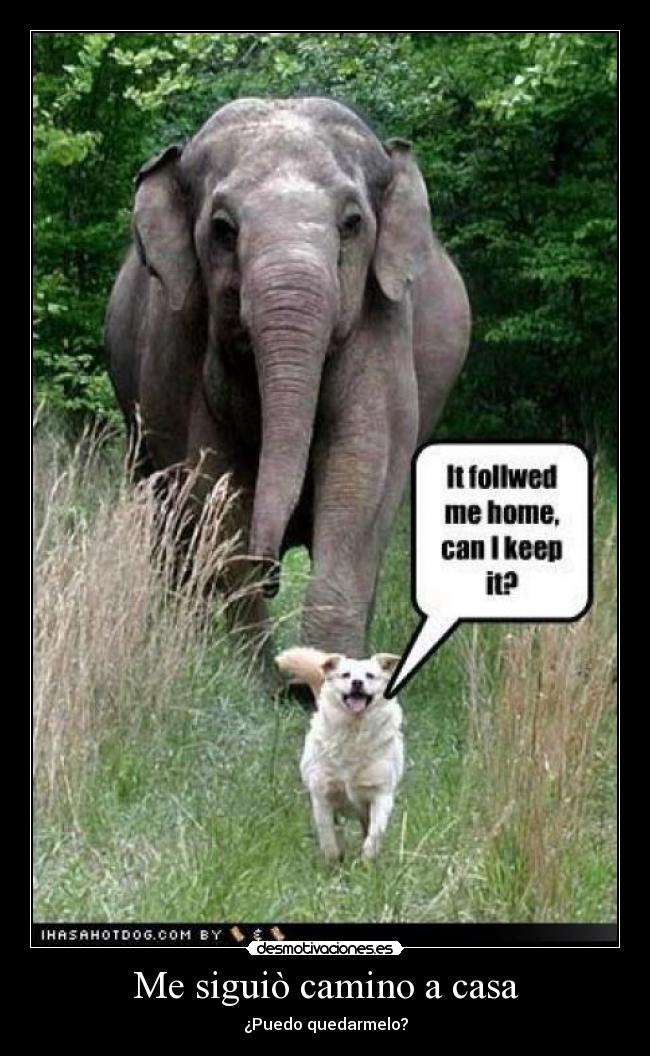 Me siguiò camino a casa - ¿Puedo quedarmelo?