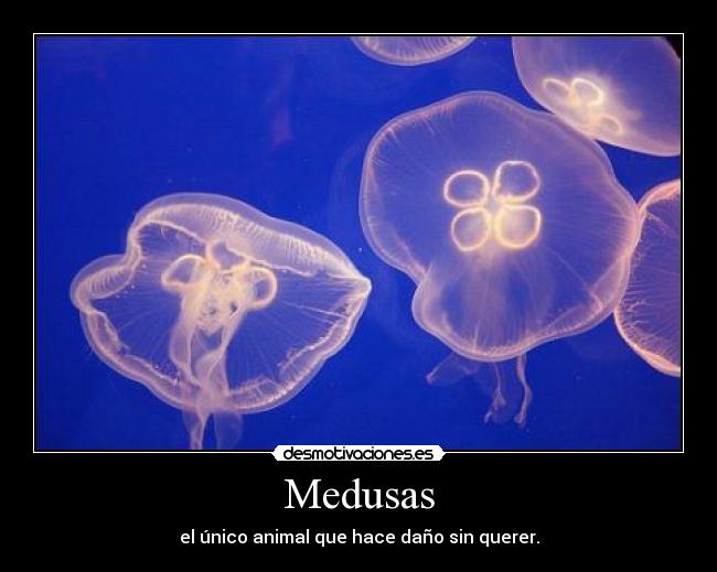 Medusas - 