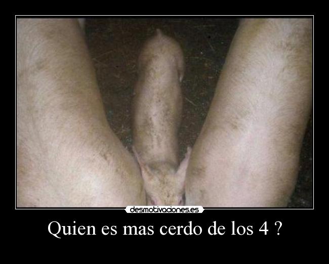 Quien es mas cerdo de los 4 ? -
