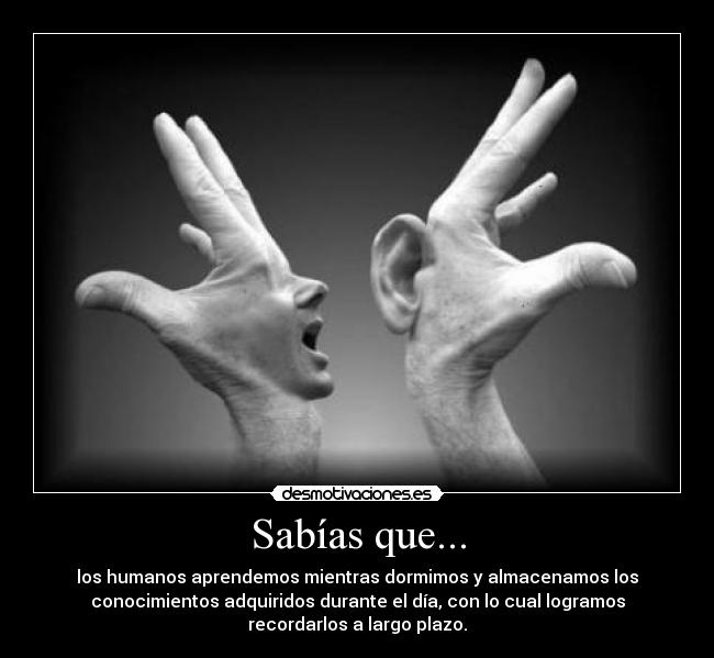 Sabías que... - los humanos aprendemos mientras dormimos y almacenamos los
conocimientos adquiridos durante el día, con lo cual logramos
recordarlos a largo plazo.