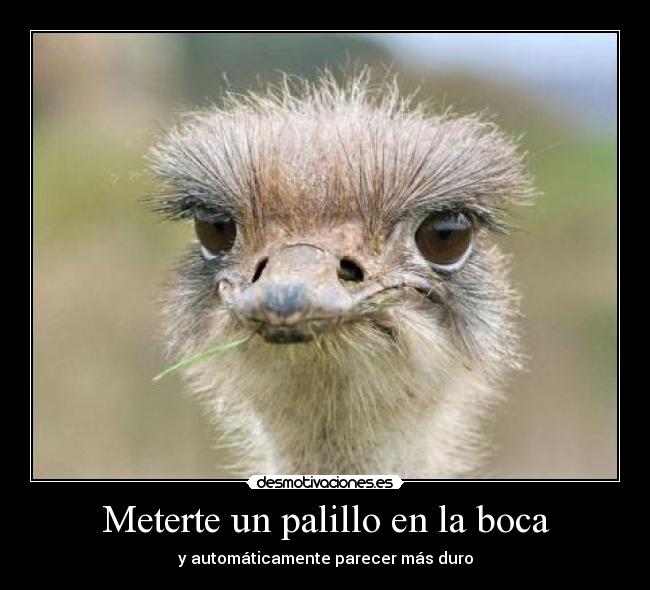 Meterte un palillo en la boca - y automáticamente parecer más duro