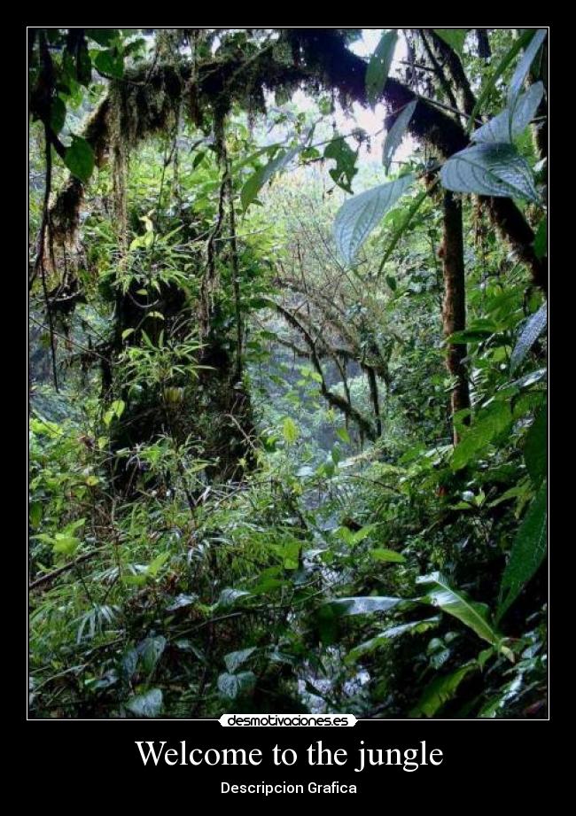 Welcome to the jungle -