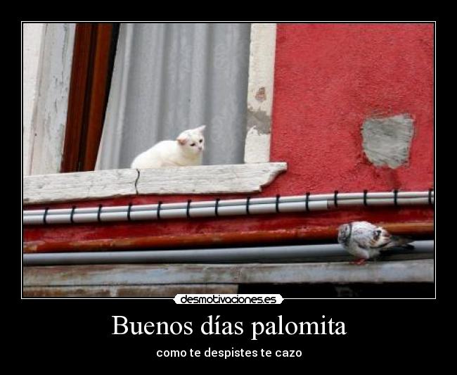 Buenos días palomita - como te despistes te cazo