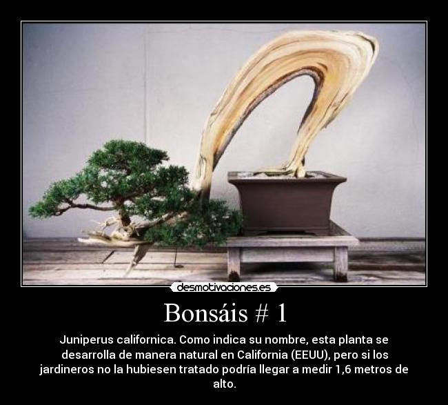 Bonsáis # 1 - Juniperus californica. Como indica su nombre, esta planta se
desarrolla de manera natural en California (EEUU), pero si los
jardineros no la hubiesen tratado podría llegar a medir 1,6 metros de
alto.