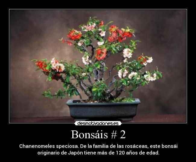 Bonsáis # 2 - Chanenomeles speciosa. De la familia de las rosáceas, este bonsái
originario de Japón tiene más de 120 años de edad.