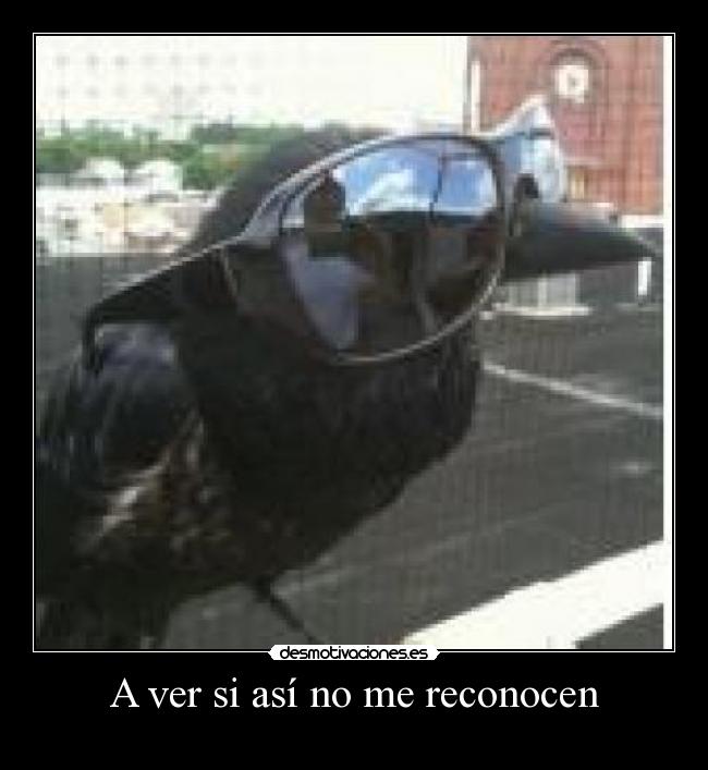 A ver si así no me reconocen -