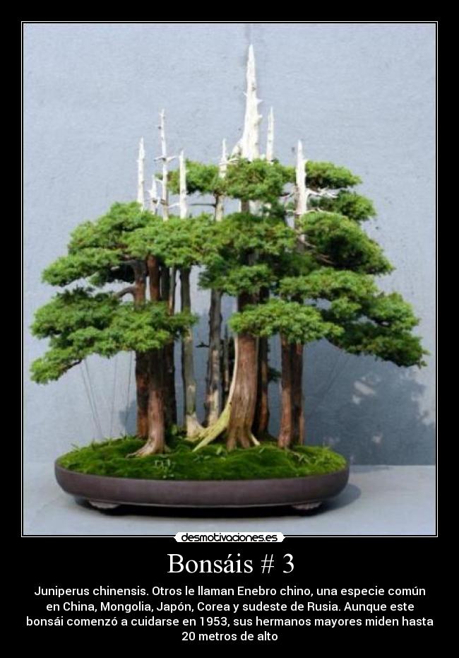Bonsáis # 3 - Juniperus chinensis. Otros le llaman Enebro chino, una especie común
en China, Mongolia, Japón, Corea y sudeste de Rusia. Aunque este
bonsái comenzó a cuidarse en 1953, sus hermanos mayores miden hasta
20 metros de alto