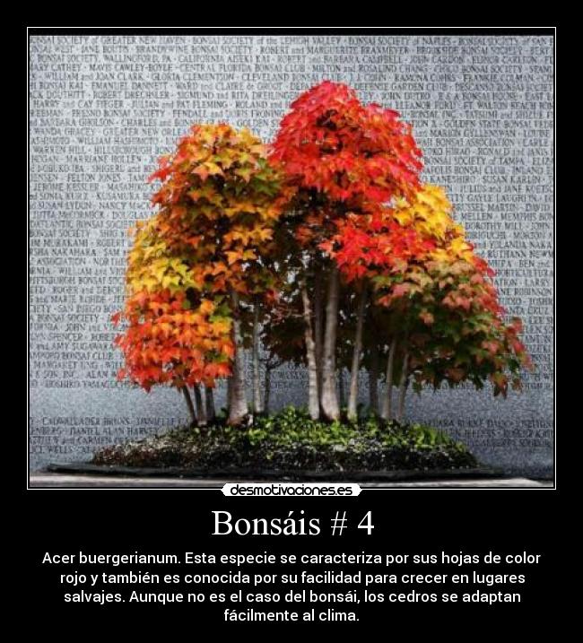 Bonsáis # 4 - Acer buergerianum. Esta especie se caracteriza por sus hojas de color
rojo y también es conocida por su facilidad para crecer en lugares
salvajes. Aunque no es el caso del bonsái, los cedros se adaptan
fácilmente al clima.