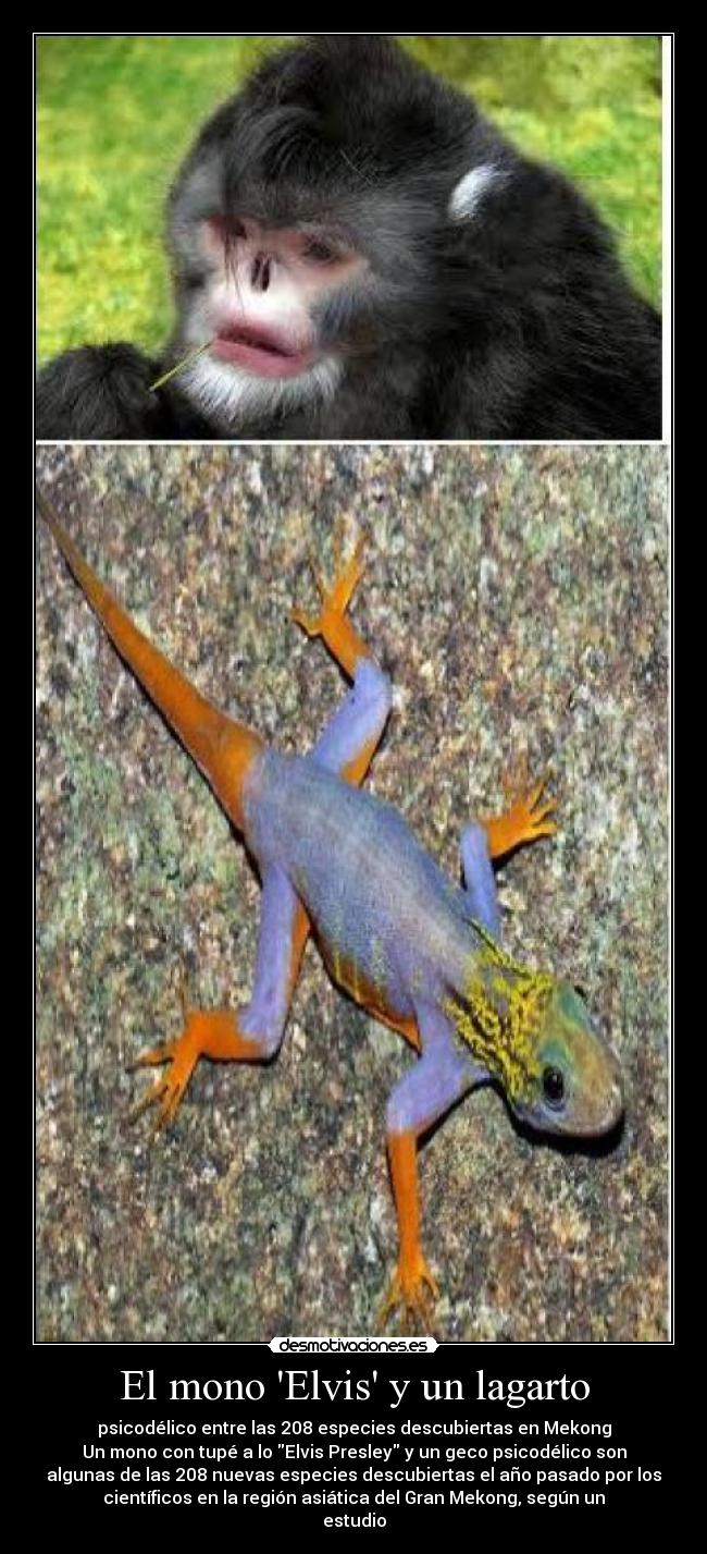 El mono Elvis y un lagarto - psicodélico entre las 208 especies descubiertas en Mekong
Un mono con tupé a lo Elvis Presley y un geco psicodélico son
algunas de las 208 nuevas especies descubiertas el año pasado por los
científicos en la región asiática del Gran Mekong, según un
estudio