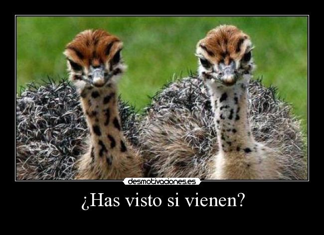 ¿Has visto si vienen? - 