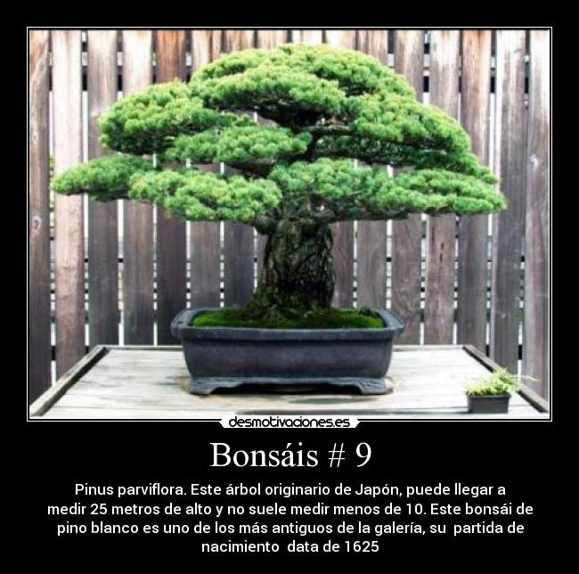 Bonsáis # 9 - Pinus parviflora. Este árbol originario de Japón, puede llegar a
medir 25 metros de alto y no suele medir menos de 10. Este bonsái de
pino blanco es uno de los más antiguos de la galería, su partida de
nacimiento data de 1625