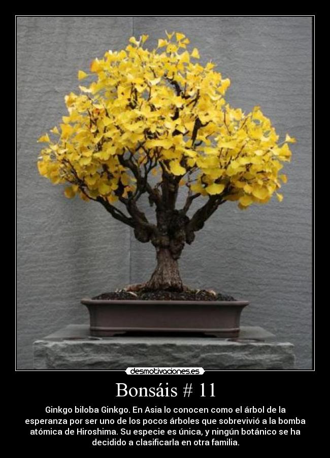 Bonsáis # 11 - Ginkgo biloba Ginkgo. En Asia lo conocen como el árbol de la
esperanza por ser uno de los pocos árboles que sobrevivió a la bomba
atómica de Hiroshima. Su especie es única, y ningún botánico se ha
decidido a clasificarla en otra familia.