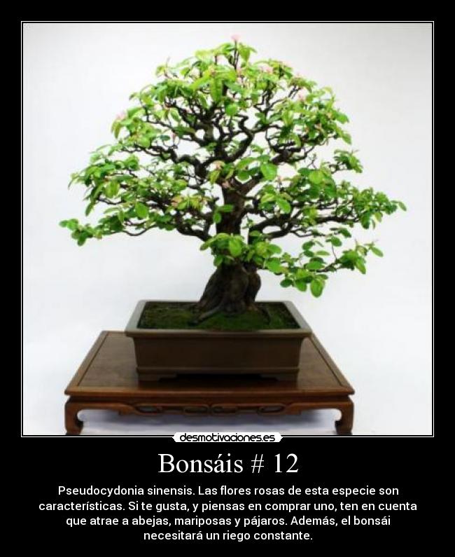 Bonsáis # 12 - Pseudocydonia sinensis. Las flores rosas de esta especie son
características. Si te gusta, y piensas en comprar uno, ten en cuenta
que atrae a abejas, mariposas y pájaros. Además, el bonsái
necesitará un riego constante.