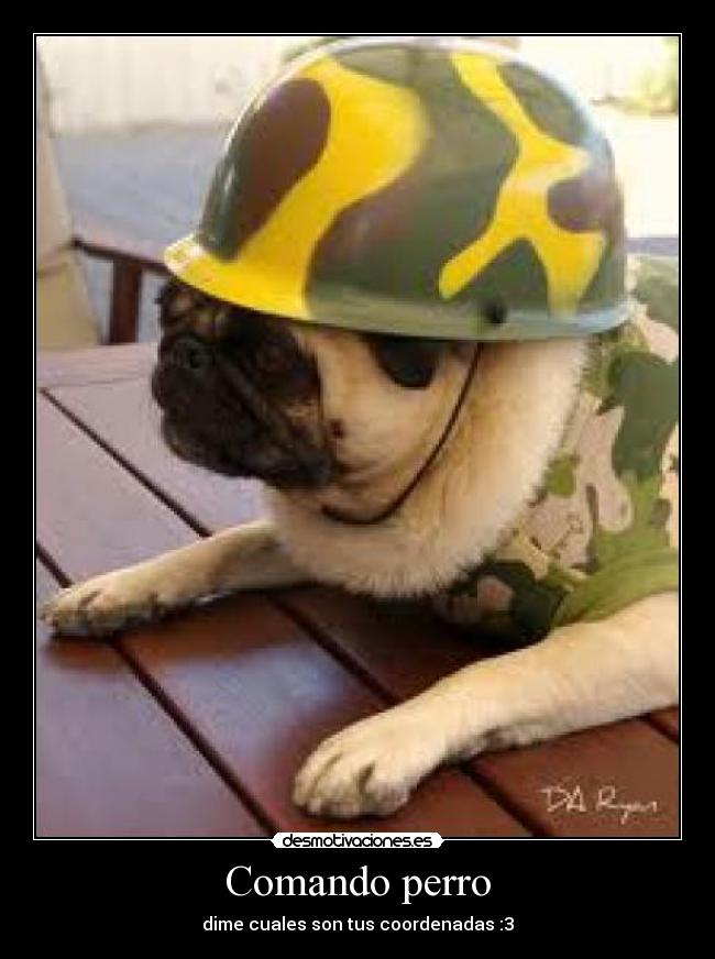 Comando perro - dime cuales son tus coordenadas :3