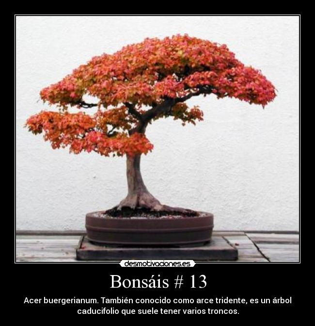 Bonsáis # 13 - Acer buergerianum. También conocido como arce tridente, es un árbol
caducifolio que suele tener varios troncos.