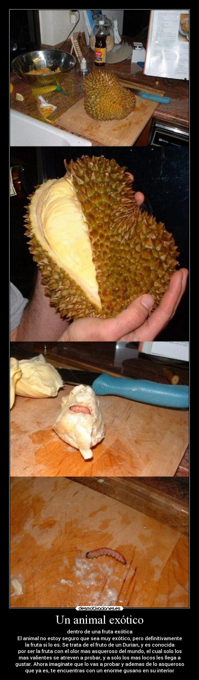 Un animal exótico - dentro de una fruta exótica
El animal no estoy seguro que sea muy exótico, pero definitivamente
la fruta si lo es. Se trata de el fruto de un Durian, y es conocida
por ser la fruta con el olor mas asqueroso del mundo, el cual solo los
mas valientes se atreven a probar, y a solo los mas locos les llega a
gustar. Ahora imagínate que lo vas a probar y ademas de lo asqueroso
que ya es, te encuentras con un enorme gusano en su interior