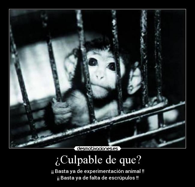 carteles culpable basta experimentacion animal escruplos clanlibertario clanmcleod desmotivaciones