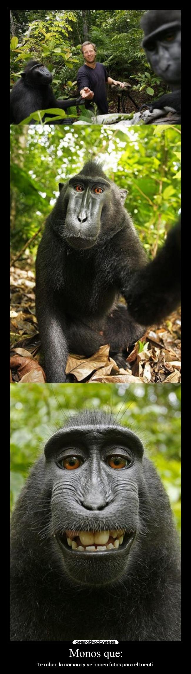 Monos que: - Te roban la cámara y se hacen fotos para el tuenti.