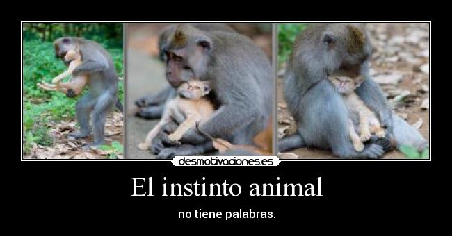 El instinto animal - no tiene palabras.