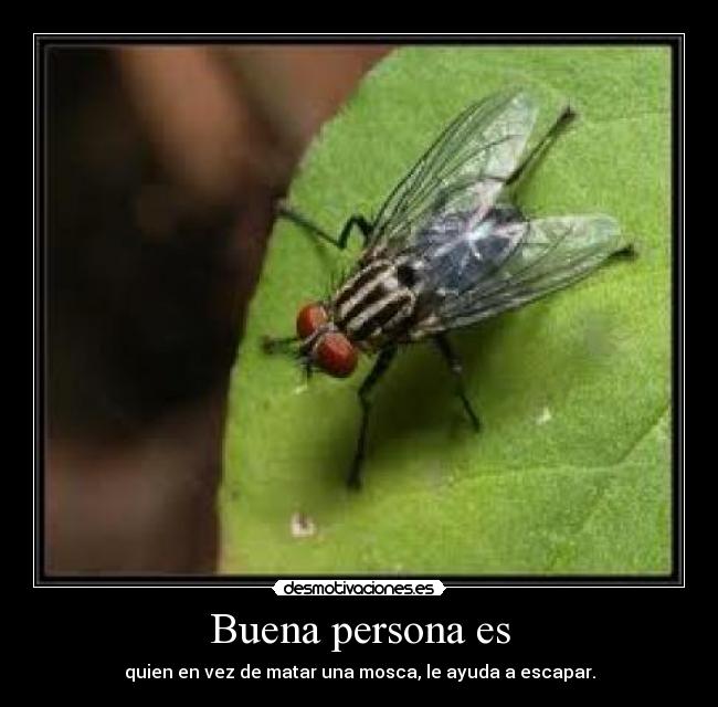 Buena persona es - quien en vez de matar una mosca, le ayuda a escapar.