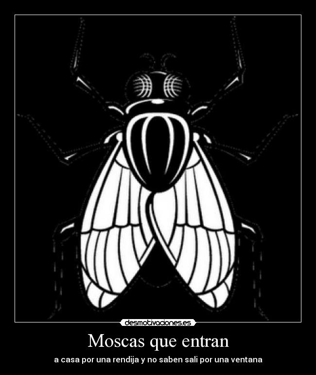 Moscas que entran - a casa por una rendija y no saben sali por una ventana