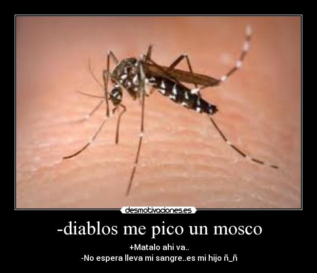 -diablos me pico un mosco -