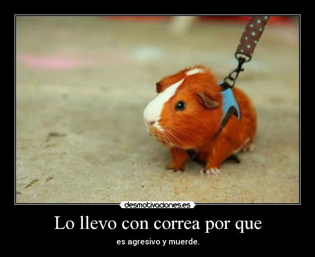 Lo llevo con correa por que - es agresivo y muerde.