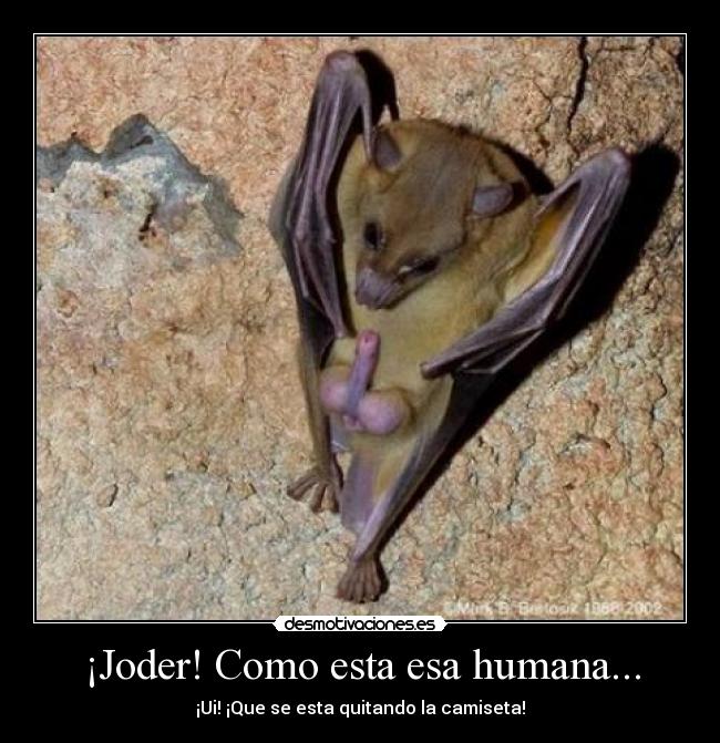 ¡Joder! Como esta esa humana... - ¡Ui! ¡Que se esta quitando la camiseta!