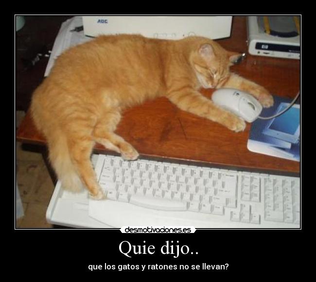 carteles gatos desmotivaciones
