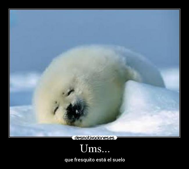 Ums... - que fresquito está el suelo