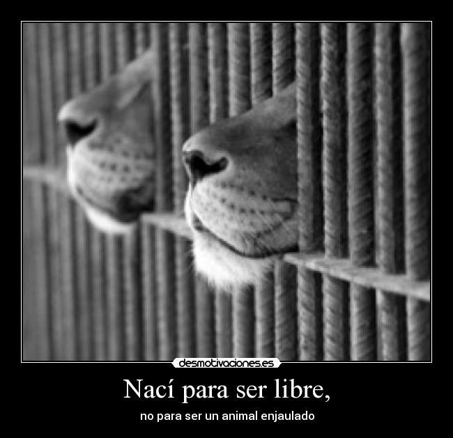 Nací para ser libre, - no para ser un animal enjaulado