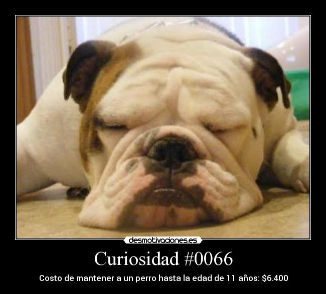 Curiosidad #0066 - 