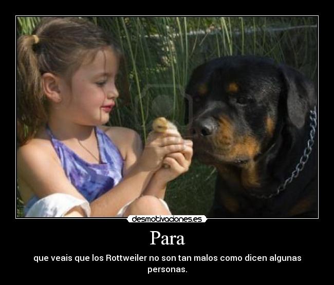 Para - que veais que los Rottweiler no son tan malos como dicen algunas personas.