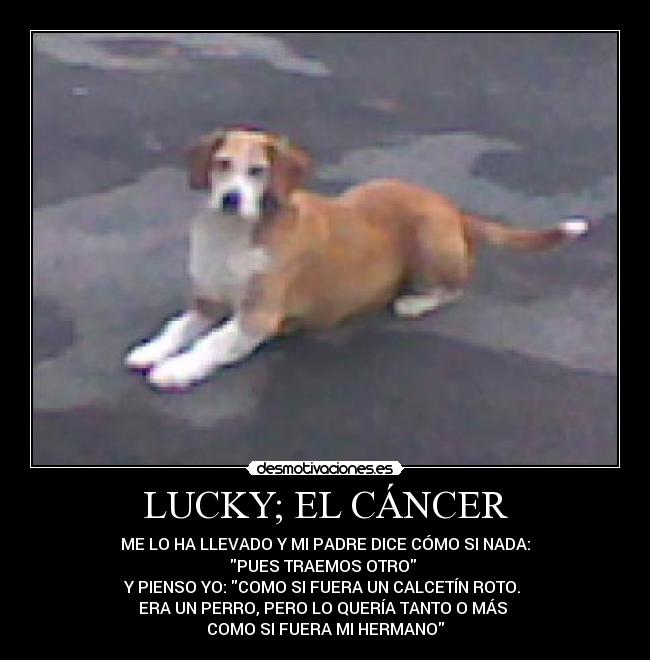 LUCKY; EL CÁNCER - ME LO HA LLEVADO Y MI PADRE DICE CÓMO SI NADA:
PUES TRAEMOS OTRO 
Y PIENSO YO: COMO SI FUERA UN CALCETÍN ROTO. 
ERA UN PERRO, PERO LO QUERÍA TANTO O MÁS 
COMO SI FUERA MI HERMANO