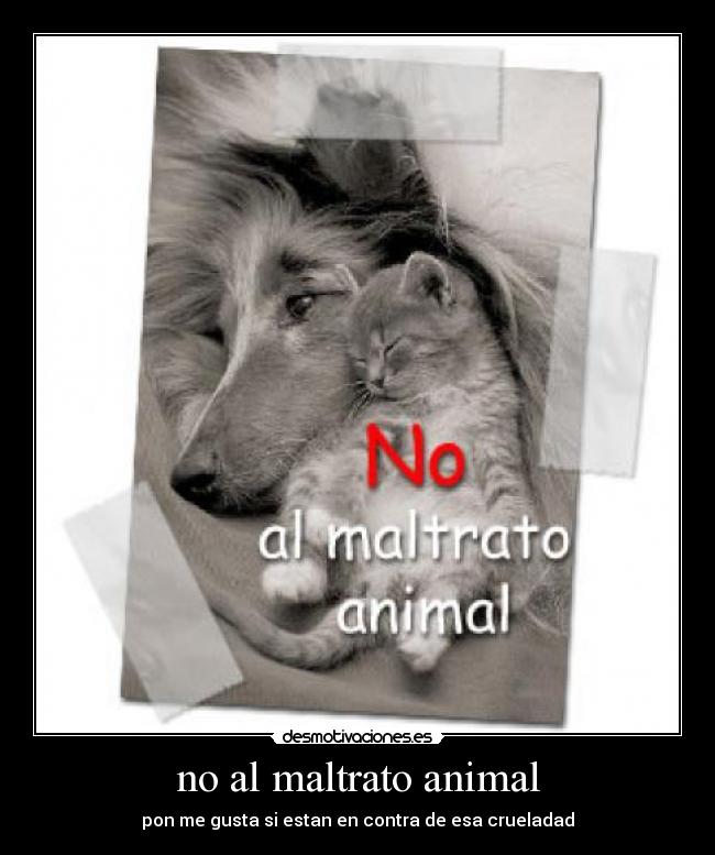 no al maltrato animal -